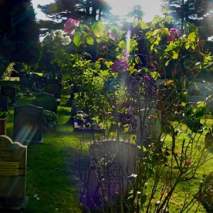 DW1217_Summer_Paradise_in_Cemetery_17