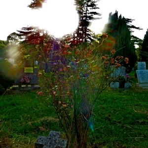 DW1232_Summer_Paradise_in_Cemetery_32