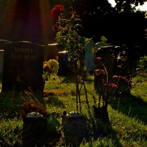 DW1236_Summer_Paradise_in_Cemetery_36