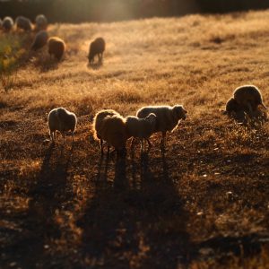 Sheep and lambs - Memory